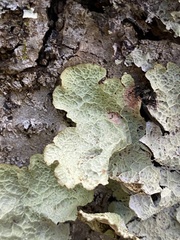 Platismatia norvegica