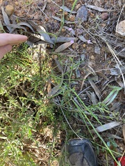 Diplopeltis huegelii