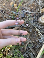 Diplopeltis huegelii