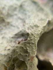Platismatia norvegica
