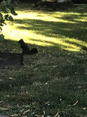 Sciurus carolinensis