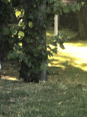 Sciurus carolinensis