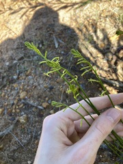 Tripterococcus brunonis