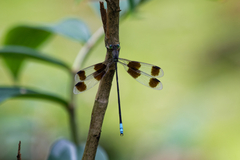 Orolestes octomaculatus