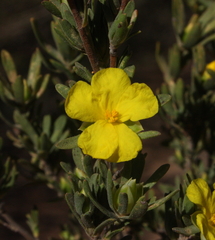 Hibbertia inclusa