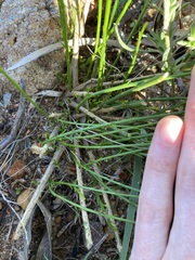 Tripterococcus brunonis