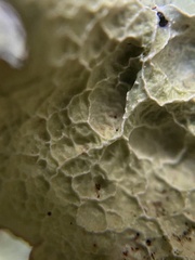 Platismatia norvegica