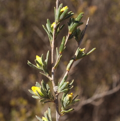Hibbertia inclusa