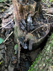 Xylaria ellisii