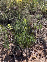 Tripterococcus brunonis