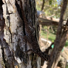 Anolis sulcifrons