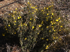 Hibbertia inclusa