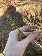 Tripterococcus brunonis