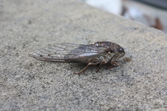 Megatibicen resonans