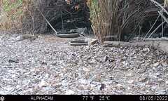 Sylvilagus audubonii