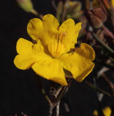 Hibbertia lepidocalyx lepidocalyx