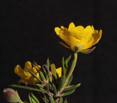 Hibbertia lepidocalyx lepidocalyx