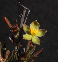 Hibbertia lepidocalyx lepidocalyx
