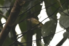 Pachysylvia hypoxantha