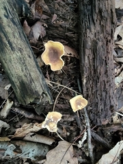 Cantharellus lewisii