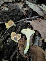 Cantharellus lewisii