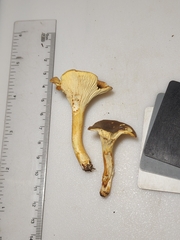 Cantharellus lewisii