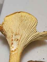 Cantharellus lewisii
