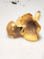 Cantharellus lewisii