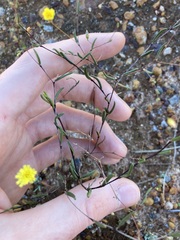 Podolepis capillaris