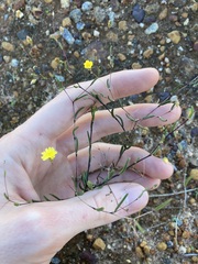 Podolepis capillaris