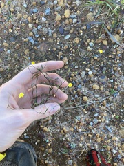 Podolepis capillaris