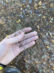 Podolepis capillaris