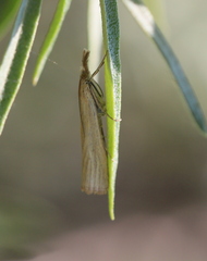 Pediasia luteella