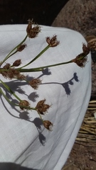 Schoenoplectus lacustris