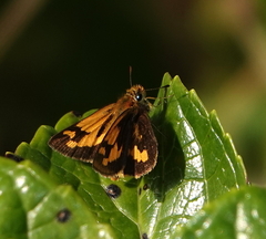 Taractrocera archias