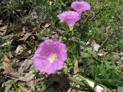Ipomoea hartwegii