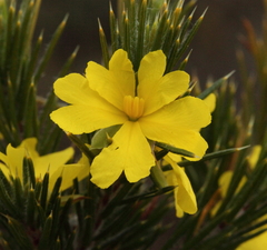 Hibbertia mucronata