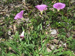Ipomoea hartwegii