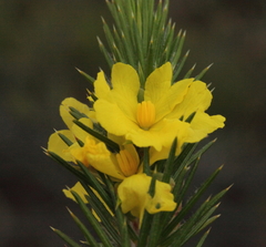 Hibbertia mucronata