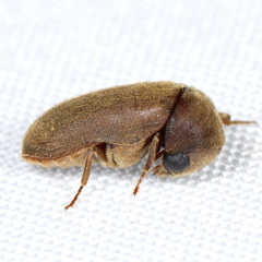 Xyletininae