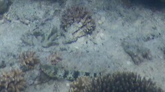 Synodus dermatogenys