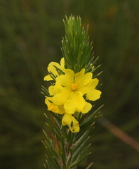 Hibbertia mucronata