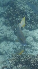 Plectorhinchus multivittatus