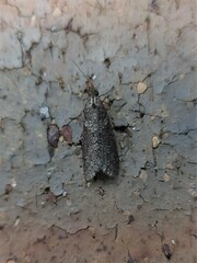 Lepidoscia euryptera