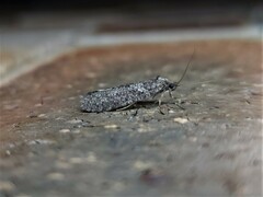 Lepidoscia euryptera