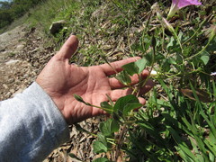 Ipomoea hartwegii