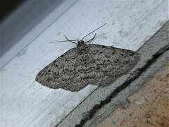 Psilosticha absorpta