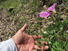 Ipomoea hartwegii