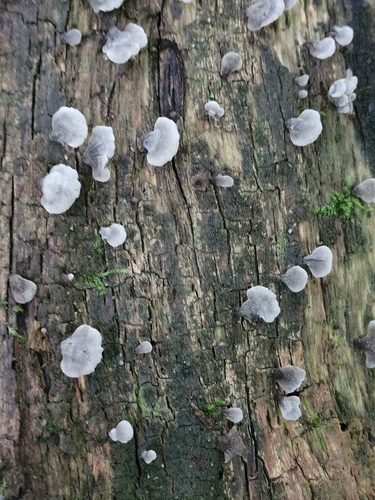 Resupinatus trichotis