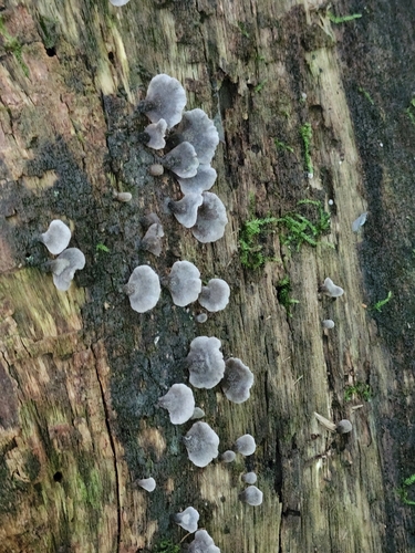 Resupinatus trichotis (Photo 2 of 5)